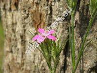 Dianthus armeria L. (Dianthus hirsutus Lam.)
