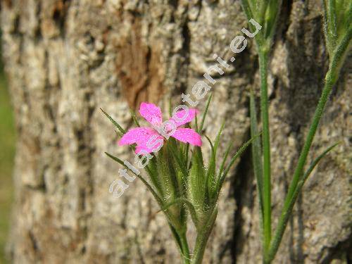 Dianthus armeria L. (Dianthus hirsutus Lam.)