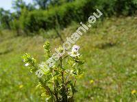 Euphrasia rostkoviana Hayne (Euphrasia pratensis Fries, Euphrasia officinalis subsp. rostkoviana (Hayne) Townsend, Euphrasia picta Wimmer et Kerneri Wettst.)