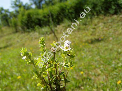 Euphrasia rostkoviana Hayne (Euphrasia pratensis Fries, Euphrasia officinalis subsp. rostkoviana (Hayne) Townsend, Euphrasia picta Wimmer et Kerneri Wettst.)