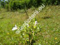 Euphrasia rostkoviana Hayne (Euphrasia pratensis Fries, Euphrasia officinalis subsp. rostkoviana (Hayne) Townsend, Euphrasia picta Wimmer et Kerneri Wettst.)