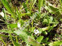 Euphrasia rostkoviana Hayne (Euphrasia pratensis Fries, Euphrasia officinalis subsp. rostkoviana (Hayne) Townsend, Euphrasia picta Wimmer et Kerneri Wettst.)