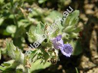 Nepeta x faasenii Stearn (Nepeta nepetella x Nepeta racemosa, Nepeta mussinii auct.)