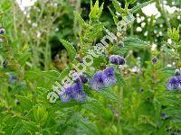 Scutellaria galericulata L. (Cassida galericulata (L.) Scop.,  Scutellaria pauciflora Pant.)