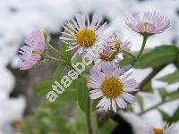 Erigeron annuus (L.) Pers. (Stenactis annua (L.) Ness, Aster annuus L., Phalacroloma acutifolium, Phalacroloma annuum)