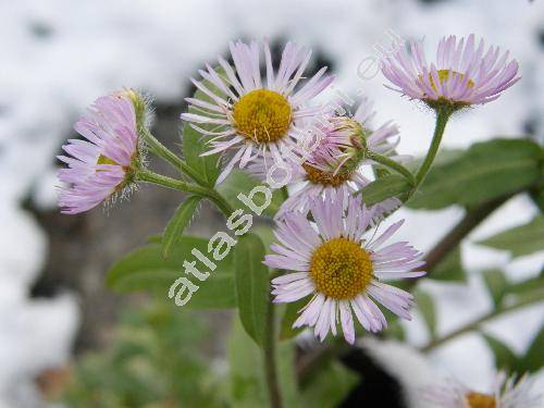 Erigeron annuus (L.) Pers. (Stenactis annua (L.) Ness, Aster annuus L., Phalacroloma acutifolium, Phalacroloma annuum)