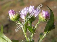 Erigeron annuus (L.) Pers. (Stenactis annua (L.) Ness, Aster annuus L., Phalacroloma acutifolium, Phalacroloma annuum)