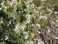 Erigeron annuus (L.) Pers. (Stenactis annua (L.) Ness, Aster annuus L., Phalacroloma acutifolium, Phalacroloma annuum)