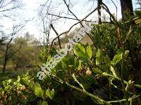 Vaccinium myrtillus L. (Myrtillus niger Gilib.)