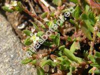 Polygonum arenastrum Bor. (Polygonum aviculare  subsp. depressum (Meissner) Arcang., Polygonum calcatum Lindman, Polygonum aviculare agg.)