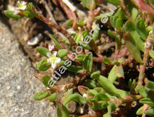 Polygonum arenastrum Bor. (Polygonum aviculare  subsp. depressum (Meissner) Arcang., Polygonum calcatum Lindman, Polygonum aviculare agg.)