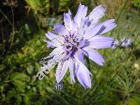 Catananche caerulea (Catananche caerulea L.)