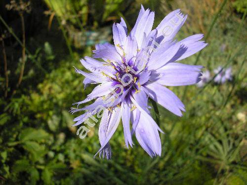 Catananche caerulea (Catananche caerulea L.)