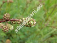 Sanguisorba minor Scop. (Poterium sanguisorba L.)