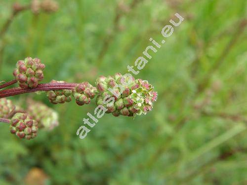 Sanguisorba minor Scop. (Poterium sanguisorba L.)