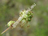 Sanguisorba minor Scop. (Poterium sanguisorba L.)