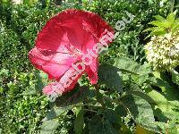 Hibiscus moscheutos 'Scarlet'