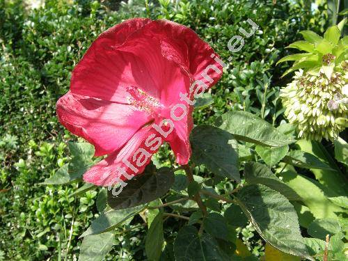 Hibiscus moscheutos 'Scarlet'