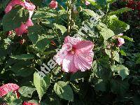 Hibiscus moscheutos 'Scarlet'