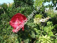 Hibiscus moscheutos 'Scarlet'