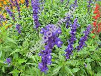 Salvia farinacea (Salvia farinacea Benth.)