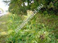 Cirsium oleraceum (L.) Scop. (Carduus oleraceus L., Cnicus oleraceus L., Cirsium ambifarium Schur)