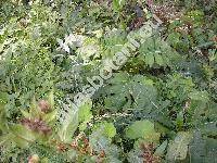 Cirsium oleraceum (L.) Scop. (Carduus oleraceus L., Cnicus oleraceus L., Cirsium ambifarium Schur)