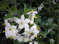 Solanum jasminoides (Solanum laxum Spreng.)