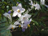Solanum jasminoides (Solanum jasminoides Paxt., Solanum laxum Spreng.)