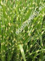 Miscanthus sinensis 'Strictus' (Miscanthus sinensis 'Zebrinus')