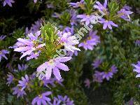 Scaevola aemula