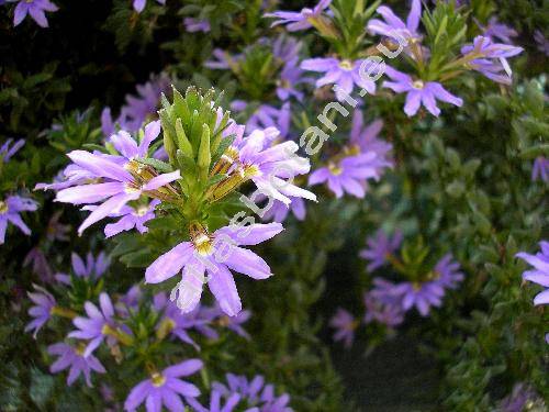 Scaevola aemula