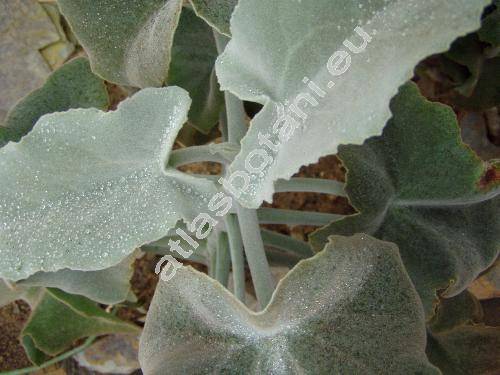 Kalanchoe beharensis (Kalanchoe beharensis Drake)