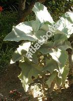 Kalanchoe beharensis (Kalanchoe beharensis Drake)
