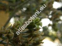 Kalanchoe beharensis (Kalanchoe beharensis Drake)