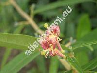 Lonicera henryi Hemsl.