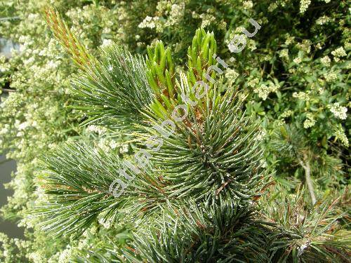 Pinus aristata Engelm.