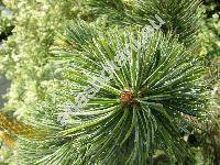 Pinus aristata Engelm.