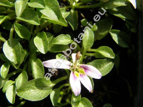 Hypsela longiflora B. et H. (Hypsela reniformis)