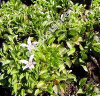 Hypsela longiflora B. et H. (Hypsela reniformis)