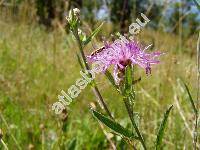 Centaurea jacea L. (Jacea pratensis Lamk.)