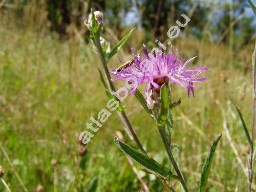 Centaurea jacea L. (Jacea pratensis Lamk.)