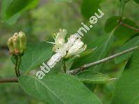 Lonicera nigra L. (Caprifolium roseum Lam., Xylosteum nigrum (L.))