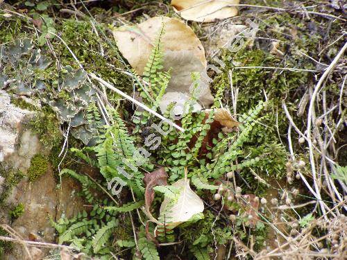 Asplenium trichomanes L.