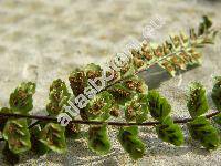 Asplenium trichomanes L.