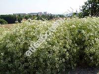 Falcaria vulgaris Bernh. (Sium falcaria L., Crinatus falcaria (L.) Dum.)