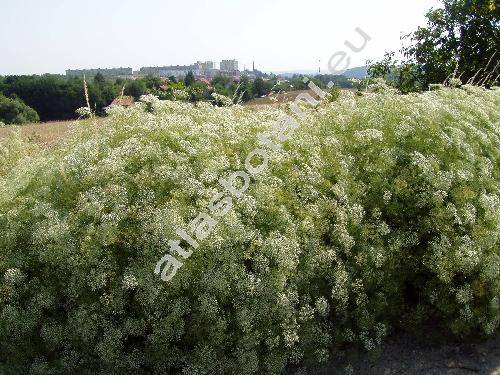 Falcaria vulgaris Bernh. (Sium falcaria L., Crinatus falcaria (L.) Dum.)