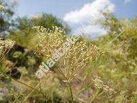 Falcaria vulgaris Bernh. (Sium falcaria L., Crinatus falcaria (L.) Dum.)