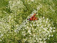 Falcaria vulgaris Bernh. (Sium falcaria L., Crinatus falcaria (L.) Dum.)