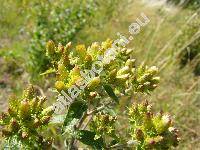 Inula conyzae (Griesselich) Meikle (Inula conyza DC., Conyza squarrosa L., Aster conyzae Griess., Inula vulgaris (Lam.) Trev.)